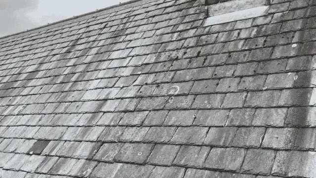 A severely neglected gray slate roof completely buried under a thick crust of black mold, rotting organic grime, and heavy algae slime before a professional roof cleaning Wilmington NC service.