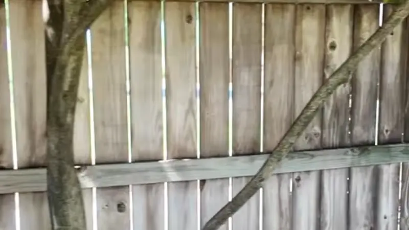 Weathered gray wood fence behind a tree trunk - Professional Pressure Washing Wilmington, NC